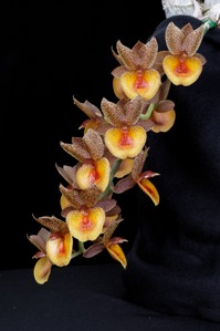 Catamodes Dragons Glade Sunset Valley Orchids AM/AOS 85 pts. Inflorescence